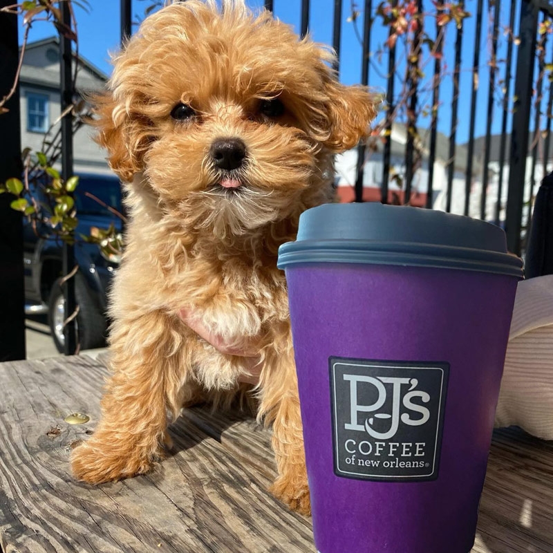 Dog and coffee cup